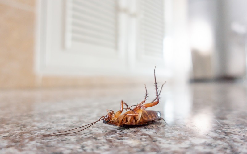 cockroach-Control