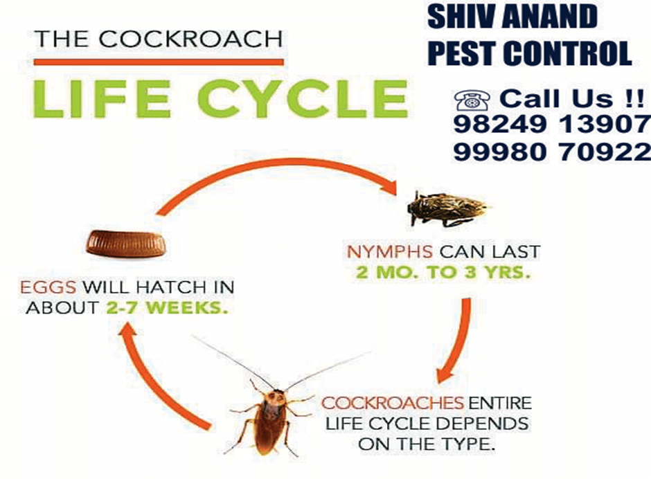 Shiv-Anand-Pest-Control