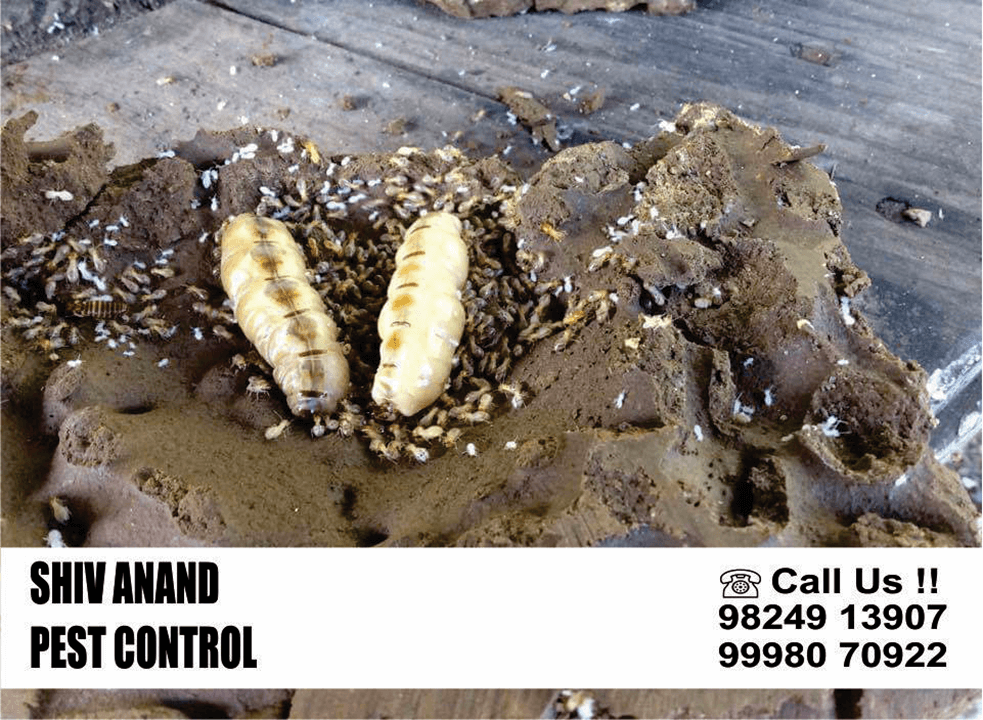 Shiv-Anand-Pest-Control