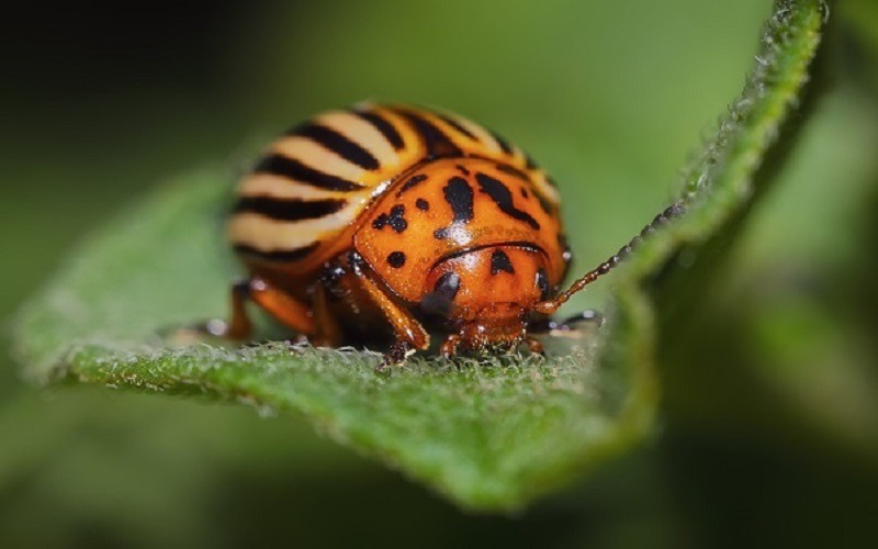 honey-bee-control