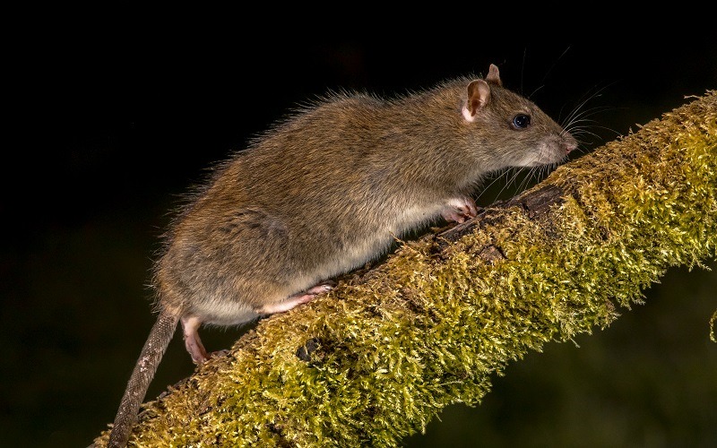 rodent-control