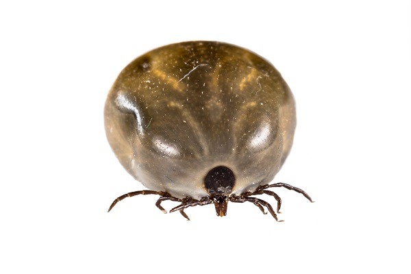 termite-treatment