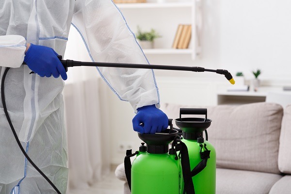 wood-borer-treatment